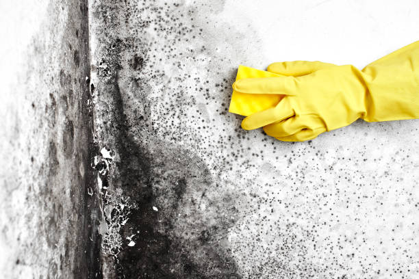 Best Mold Cleaning Services  in New Athens, IL