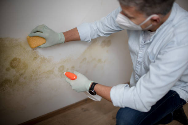Best Crawl Space Mold Removal  in New Athens, IL